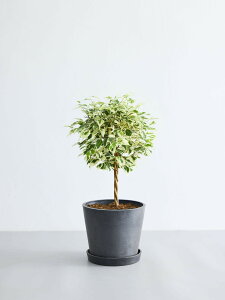 _r[T^tBJX xW~ X^[Cg ϗtA { ^  y ~j CeA  Ahvc andplants GR|bc ecopots  Aؔ Ă₷ ͂