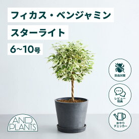 ＼レビュー特典あり／フィカス ベンジャミン スターライト 観葉植物 本物 大型 小さい 軽い ミニ インテリア おしゃれ アンドプランツ andplants エコポッツ ecopots 鉢 植木鉢 育てやすい 枯れにくい 風水 縁起 プレゼント ギフト 新築祝い 結婚祝い 開業祝い 送料無料