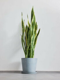 ＼レビュー特典あり／ サンスベリア ローレンチー 観葉植物 本物 大型 小さい 軽い ミニ インテリア おしゃれ アンドプランツ andplants エコポッツ ecopots 鉢 植木鉢 育てやすい 枯れにくい 風水 プレゼント ギフト 新築祝い 結婚祝い 開業祝い 送料無料