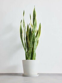 ＼レビュー特典あり／ サンスベリア ローレンチー 観葉植物 本物 大型 小さい 軽い ミニ インテリア おしゃれ アンドプランツ andplants エコポッツ ecopots 鉢 植木鉢 育てやすい 枯れにくい 風水 プレゼント ギフト 新築祝い 結婚祝い 開業祝い 送料無料