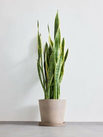 ＼レビュー特典あり／ サンスベリア ローレンチー 観葉植物 本物 大型 小さい 軽い ミニ インテリア おしゃれ アンドプランツ andplants エコポッツ ecopots 鉢 植木鉢 育てやすい 枯れにくい 風水 プレゼント ギフト 新築祝い 結婚祝い 開業祝い 送料無料