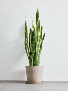 _r[T^TXxA [`[ ϗtA { ^  y ~j CeA  Ahvc andplants GR|bc ecopots  Aؔ Ă₷ ͂ɂ 