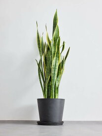 ＼レビュー特典あり／ サンスベリア ローレンチー 観葉植物 本物 大型 小さい 軽い ミニ インテリア おしゃれ アンドプランツ andplants エコポッツ ecopots 鉢 植木鉢 育てやすい 枯れにくい 風水 プレゼント ギフト 新築祝い 結婚祝い 開業祝い 送料無料