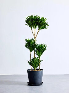 _r[T^hZifVX RpN^ ϗtA { ^  y ~j CeA  Ahvc andplants GR|bc ecopots  Aؔ Ă₷ ͂ɂ