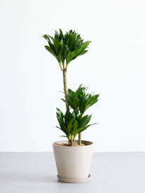 ＼レビュー特典あり／ドラセナデレメンシス コンパクタ 観葉植物 本物 大型 小さい 軽い ミニ インテリア おしゃれ アンドプランツ andplants エコポッツ ecopots 鉢 植木鉢 育てやすい 枯れにくい 風水 縁起 プレゼント ギフト 新築祝い 結婚祝い 開業祝い 送料無料