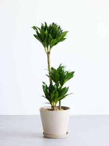\レビュー特典あり/ドラセナデレメンシス コンパクタ 観葉植物 本物 大型 小さい 軽い ミニ インテリア おしゃれ アンドプランツ andplants エコポッツ ecopots 鉢 植木鉢 育てやすい 枯れにく