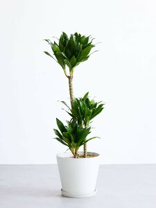 _r[T^hZifVX RpN^ ϗtA { ^  y ~j CeA  Ahvc andplants GR|bc ecopots  Aؔ Ă₷ ͂ɂ