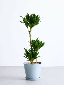 ＼レビュー特典あり／ドラセナデレメンシス コンパクタ 観葉植物 本物 大型 小さい 軽い ミニ インテリア おしゃれ アンドプランツ andplants エコポッツ ecopots 鉢 植木鉢 育てやすい 枯れにくい 風水 縁起 プレゼント ギフト 新築祝い 結婚祝い 開業祝い 送料無料