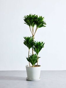 _r[T^hZifVX RpN^ ϗtA { ^  y ~j CeA  Ahvc andplants GR|bc ecopots  Aؔ Ă₷ ͂ɂ