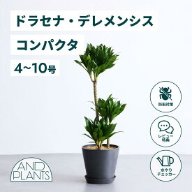＼レビュー特典あり／ドラセナデレメンシス コンパクタ 観葉植物 本物 大型 小さい 軽い ミニ インテリア おしゃれ アンドプランツ andplants エコポッツ ecopots 鉢 植木鉢 育てやすい 枯れにくい 風水 縁起 プレゼント ギフト 新築祝い 結婚祝い 開業祝い 送料無料