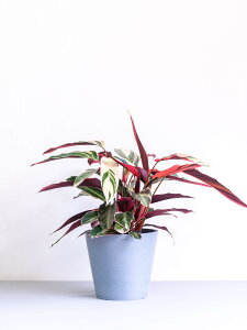 _r[T^Xg}e gIX^[ ϗtA { ^  y ~j CeA  Ahvc andplants GR|bc ecopots  Aؔ Ă₷ ͂ɂ 