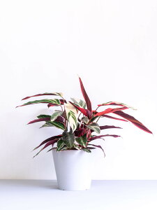 _r[T^Xg}e gIX^[ ϗtA { ^  y ~j CeA  Ahvc andplants GR|bc ecopots  Aؔ Ă₷ ͂ɂ 