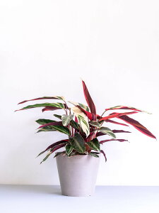 _r[T^Xg}e gIX^[ ϗtA { ^  y ~j CeA  Ahvc andplants GR|bc ecopots  Aؔ Ă₷ ͂ɂ 