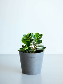 ＼レビュー特典あり／パンダガジュマル 観葉植物 本物 大型 小さい 軽い ミニ インテリア おしゃれ アンドプランツ andplants エコポッツ ecopots 鉢 植木鉢 育てやすい 枯れにくい 風水 縁起 プレゼント ギフト 新築祝い 結婚祝い 開業祝い メッセージカード 送料無料