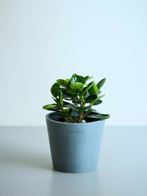 ＼レビュー特典あり／ パンダガジュマル 観葉植物 本物 大型 小さい 軽い ミニ インテリア おしゃれ アンドプランツ エコポッツ ecopots 鉢 植木鉢 育てやすい 枯れにくい 風水 縁起 プレゼント ギフト 新築祝い 結婚祝い 開業祝い メッセージカード 送料無料