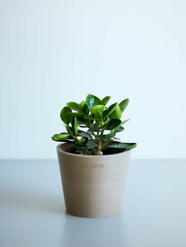 ＼レビュー特典あり／ パンダガジュマル 観葉植物 本物 大型 小さい 軽い ミニ インテリア おしゃれ アンドプランツ エコポッツ ecopots 鉢 植木鉢 育てやすい 枯れにくい 風水 縁起 プレゼント ギフト 新築祝い 結婚祝い 開業祝い メッセージカード 送料無料