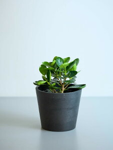 \レビュー特典あり/パンダガジュマル 観葉植物 本物 大型 小さい 軽い ミニ インテリア おしゃれ アンドプランツ andplants エコポッツ ecopots 鉢 植木鉢 育てやすい 枯れにくい 風水 縁起 プ