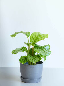 _r[T^JeA I[rtHA ϗtA { ^  y ~j CeA  Ahvc andplants GR|bc ecopots  Aؔ Ă₷ ͂ɂ  