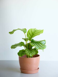 _r[T^JeA I[rtHA ϗtA { ^  y ~j CeA  Ahvc andplants GR|bc ecopots  Aؔ Ă₷ ͂ɂ  