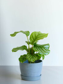 ＼レビュー特典あり／ カラテア オービフォリア 観葉植物 本物 大型 小さい 軽い ミニ インテリア おしゃれ アンドプランツ andplants エコポッツ ecopots 鉢 植木鉢 育てやすい 枯れにくい 風水 縁起 プレゼント ギフト 新築祝い 結婚祝い 開業祝い 送料無料