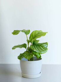 ＼レビュー特典あり／ カラテア オービフォリア 観葉植物 本物 大型 小さい 軽い ミニ インテリア おしゃれ アンドプランツ andplants エコポッツ ecopots 鉢 植木鉢 育てやすい 枯れにくい 風水 縁起 プレゼント ギフト 新築祝い 結婚祝い 開業祝い 送料無料