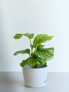 _r[T^JeA I[rtHA ϗtA { ^  y ~j CeA  Ahvc andplants GR|bc ecopots  Aؔ Ă₷ ͂ɂ  