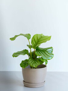 _r[T^JeA I[rtHA ϗtA { ^  y ~j CeA  Ahvc andplants GR|bc ecopots  Aؔ Ă₷ ͂ɂ  