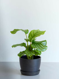 ＼レビュー特典あり／ カラテア オービフォリア 観葉植物 本物 大型 小さい 軽い ミニ インテリア おしゃれ アンドプランツ andplants エコポッツ ecopots 鉢 植木鉢 育てやすい 枯れにくい 風水 縁起 プレゼント ギフト 新築祝い 結婚祝い 開業祝い 送料無料