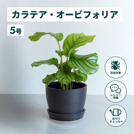 ＼レビュー特典あり／カラテア オービフォリア 観葉植物 本物 大型 小さい 軽い ミニ インテリア おしゃれ アンドプランツ andplants エコポッツ ecopots 鉢 植木鉢 育てやすい 枯れにくい 風水 縁起 プレゼント ギフト 新築祝い 結婚祝い 開業祝い 送料無料