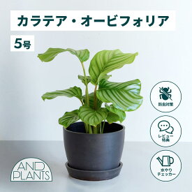 ＼レビュー特典あり／カラテア オービフォリア 観葉植物 本物 大型 小さい 軽い ミニ インテリア おしゃれ アンドプランツ andplants エコポッツ ecopots 鉢 植木鉢 育てやすい 枯れにくい 風水 縁起 プレゼント ギフト 新築祝い 結婚祝い 開業祝い 送料無料