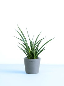 ＼レビュー特典あり／サンスベリア ファーンウッド パンク 観葉植物 本物 大型 小さい 軽い ミニ インテリア おしゃれ アンドプランツ andplants エコポッツ ecopots 鉢 植木鉢 育てやすい 枯れにくい 風水 縁起 プレゼント ギフト 新築祝い 結婚祝い 開業祝い 送料無料