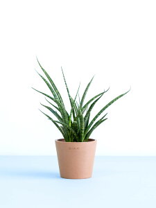 _r[T^TXxA t@[Ebh pN ϗtA { ^  y ~j CeA  Ahvc andplants GR|bc ecopots  Aؔ Ă₷ ͂