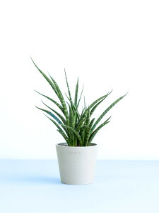 _r[T^TXxA t@[Ebh pN ϗtA { ^  y ~j CeA  Ahvc andplants GR|bc ecopots  Aؔ Ă₷ ͂