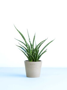_r[T^TXxA t@[Ebh pN ϗtA { ^  y ~j CeA  Ahvc andplants GR|bc ecopots  Aؔ Ă₷ ͂