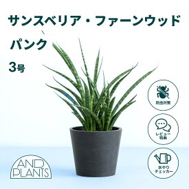 ＼レビュー特典あり／サンスベリア ファーンウッド パンク 観葉植物 本物 大型 小さい 軽い ミニ インテリア おしゃれ アンドプランツ andplants エコポッツ ecopots 鉢 植木鉢 育てやすい 枯れにくい 風水 縁起 プレゼント ギフト 新築祝い 結婚祝い 開業祝い 送料無料