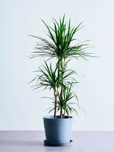 _r[T^hZi RVl ϗtA ^  y ~j CeA  Ahvc andplants GR|bc ecopots  Aؔ Ă₷ ͂ɂ  N v