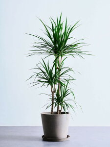 _r[T^hZi RVl ϗtA ^  y ~j CeA  Ahvc andplants GR|bc ecopots  Aؔ Ă₷ ͂ɂ  N v