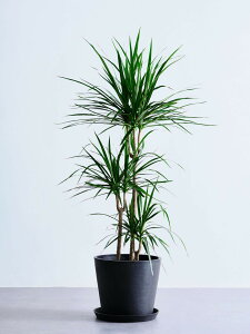 _r[T^hZi RVl ϗtA ^  y ~j CeA  Ahvc andplants GR|bc ecopots  Aؔ Ă₷ ͂ɂ  N v