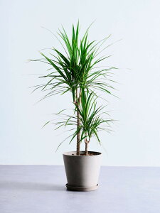 _r[T^hZi RVl ϗtA ^  y ~j CeA  Ahvc andplants GR|bc ecopots  Aؔ Ă₷ ͂ɂ  N v