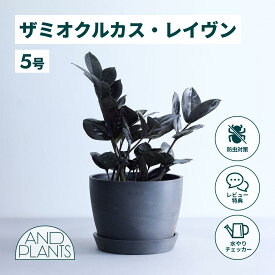 ＼レビュー特典あり／ザミオクルカス レイヴン 観葉植物 本物 大型 小さい 軽い ミニ インテリア おしゃれ アンドプランツ andplants エコポッツ ecopots 鉢 植木鉢 育てやすい 枯れにくい 風水 縁起 プレゼント ギフト 新築祝い 結婚祝い 開業祝い 送料無料