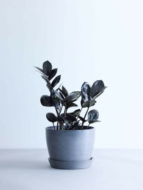 ＼レビュー特典あり／ザミオクルカス レイヴン 観葉植物 本物 大型 小さい 軽い ミニ インテリア おしゃれ アンドプランツ andplants エコポッツ ecopots 鉢 植木鉢 育てやすい 枯れにくい 風水 縁起 プレゼント ギフト 新築祝い 結婚祝い 開業祝い 送料無料