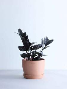 _r[T^U~INJX C ϗtA { ^  y ~j CeA  Ahvc andplants GR|bc ecopots  Aؔ Ă₷ ͂ɂ  