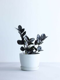 ＼レビュー特典あり／ ザミオクルカス レイヴン 観葉植物 本物 大型 小さい 軽い ミニ インテリア おしゃれ アンドプランツ andplants エコポッツ ecopots 鉢 植木鉢 育てやすい 枯れにくい 風水 縁起 プレゼント ギフト 新築祝い 結婚祝い 開業祝い 送料無料