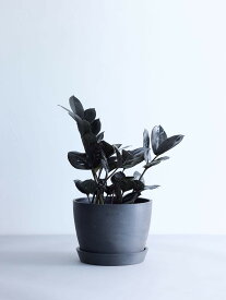 ＼レビュー特典あり／ ザミオクルカス レイヴン 観葉植物 本物 大型 小さい 軽い ミニ インテリア おしゃれ アンドプランツ andplants エコポッツ ecopots 鉢 植木鉢 育てやすい 枯れにくい 風水 縁起 プレゼント ギフト 新築祝い 結婚祝い 開業祝い 送料無料