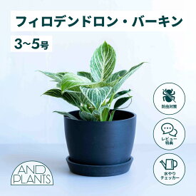 ＼レビュー特典あり／フィロデンドロン バーキン 観葉植物 本物 大型 小さい 軽い ミニ インテリア おしゃれ アンドプランツ andplants エコポッツ ecopots 鉢 植木鉢 育てやすい 枯れにくい 風水 縁起 プレゼント ギフト 新築祝い 結婚祝い 開業祝い 送料無料