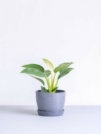 ＼レビュー特典あり／フィロデンドロン バーキン 観葉植物 本物 大型 小さい 軽い ミニ インテリア おしゃれ アンドプランツ andplants エコポッツ ecopots 鉢 植木鉢 育てやすい 枯れにくい 風水 縁起 プレゼント ギフト 新築祝い 結婚祝い 開業祝い 送料無料