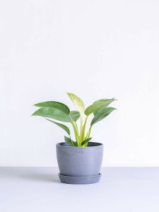 _r[T^tBfh o[L ϗtA { ^  y ~j CeA  Ahvc andplants GR|bc ecopots  Aؔ Ă₷ ͂ɂ 