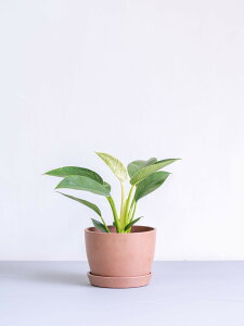_r[T^tBfh o[L ϗtA { ^  y ~j CeA  Ahvc andplants GR|bc ecopots  Aؔ Ă₷ ͂ɂ 