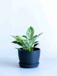 _r[T^tBfh o[L ϗtA { ^  y ~j CeA  Ahvc andplants GR|bc ecopots  Aؔ Ă₷ ͂ɂ 