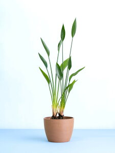 \レビュー特典あり/ストレリチア ノンリーフ 観葉植物 本物 大型 小さい 軽い ミニ インテリア おしゃれ アンドプランツ andplants エコポッツ ecopots 鉢 植木鉢 育てやすい 枯れにくい 風水